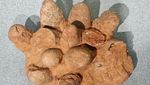 Segede Apa Telur Dinosaurus? Ini Potret Fosil Temuan Ilmuwan