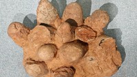 Telur dinosaurus terbesar yang tercatat di Guinnes World Record berukuran panjang 30-an cm, dengan diameter 25,5 cm yang bervolume 3,3 liter. Telur ini ditemukan di lembah Durance dekat Aix-en-Provence, Prancis pada bulan Oktober 1961, dalam bentuk utuh. Telur diketahui milik spesies Hypselosaurus priscus, titanosaurid sepanjang 12 meter yang hidup 80 juta tahun lalu. 