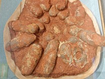 Segede Apa Telur Dinosaurus? Ini Potret Fosil Temuan Ilmuwan