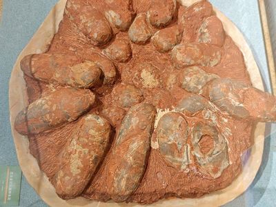 Segede Apa Telur Dinosaurus? Ini Potret Fosil Temuan Ilmuwan