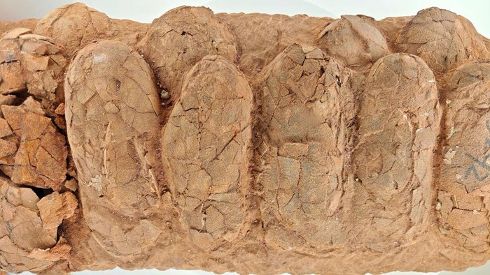 Segede Apa Telur Dinosaurus? Ini Potret Fosil Temuan Ilmuwan Dinosaurus dikenal sebagai hewan prasejarah dengan ukuran raksasa dibanding manusia modern. Lalu sebesar apa telur-telurnya?