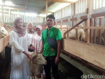 Cerita SPG Kambing Kurban di Wonosobo, Dulu Tak Tahu Kini Hapal Jenis Pakan