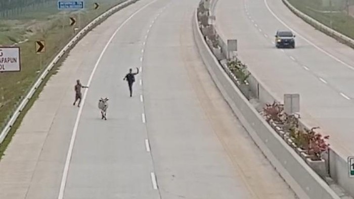 Tangkapan layar video beredar lembu masuk jalan tol di Kisaran. (Istimewa)
