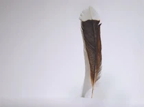 Pecahkan Rekor Bulu Termahal di Dunia, Ini Kisah Tragis Burung Huia