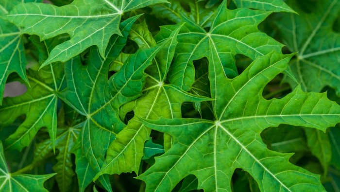 Cnidoscolus aconitifolius, chaya tree, tree amaranth
