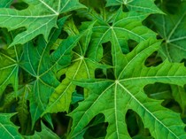 Rebusan Daun Apa yang Bisa Mengatasi Keputihan? Ini Jenis dan Cara Pakainya