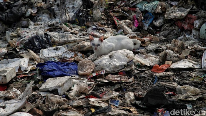 Jorok! Sampah Menumpuk di Joglo Timbulkan Bau Menyengat Sampah menumpuk di Joglo, Kembangan, Jakarta Barat (Jakbar). Keberadaan sampah itu dikeluhkan warga setempat karena menimbulkan bau menyengat.