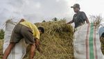 Pemanfaatan Limbah Jerami Padi untuk Pakan Ternak