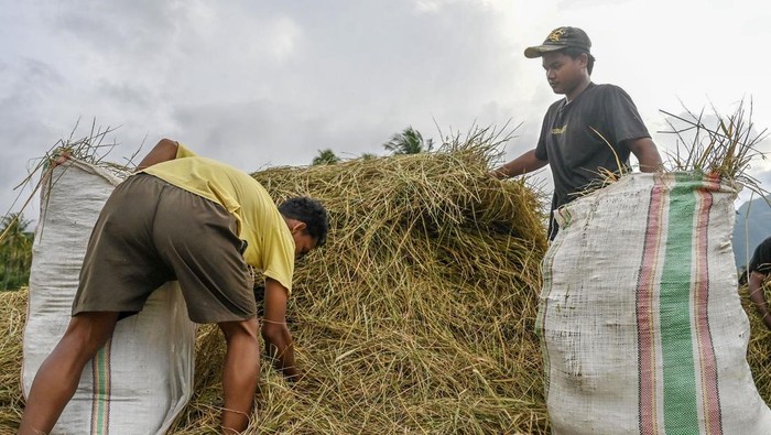 Pemanfaatan limbah jerami padi untuk pakan ternak Warga mengumpulkan jerami padi untuk pembuatan pakan ternak di Desa Balane, Sigi, Sulawesi Tengah, Jumat (24/5/2024). Badan Riset dan Inovasi Daerah (Brida) setempat mengembangkan pakan ternak berbasis bahan lokal seperti limbah jerami padi, jagung, kelor, dedak, bungkil sawit, dan tepung ikan yang memiliki daya simpan yang cukup lama, berbiaya murah dan dapat menekan ongkos pakan hingga 40 persen. ANTARA/Basri Marzuki/foc.