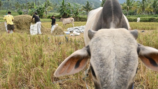 Pemanfaatan Limbah Jerami Padi untuk Pakan Ternak