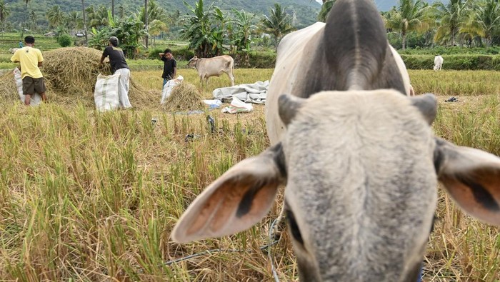 Warga mengumpulkan jerami padi untuk pembuatan pakan ternak di Desa Balane, Sigi, Sulawesi Tengah, Jumat (24/5/2024). Badan Riset dan Inovasi Daerah (Brida) setempat mengembangkan pakan ternak berbasis bahan lokal seperti limbah jerami padi, jagung, kelor, dedak, bungkil sawit, dan tepung ikan yang memiliki daya simpan yang cukup lama, berbiaya murah dan dapat menekan ongkos pakan hingga 40 persen. ANTARA/Basri Marzuki/foc.