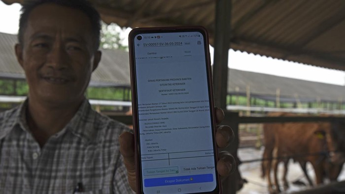 Peternak memperlihatkan sertifikat kesehatan hewan bebas penyakit kuku dan mulut (PMK) di Curug, Serang, Banten, Jumat (24/5/2024). Penyuntikan itu untuk menjaga kesehatan hewan dan mencegah terjadinya wabah PMK menjelang hari raya kurban. ANTARA FOTO/Asep Fathulrahman/aww.