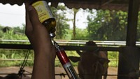 Peternak menyiapkan vaksin penyakit kuku dan mulut (PMK) untuk disuntikkan pada hewan kurban di Curug, Serang, Banten, Jumat (24/5/2024). Penyuntikan itu untuk menjaga kesehatan hewan dan mencegah terjadinya wabah PMK menjelang hari raya kurban.