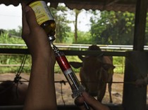 Jelang Hari Raya Kurban, Peternak Gencar Vaksin Sapi Cegah PMK