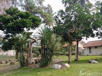 Hikayat Kopi Ekselsa Sumedang Berumur 130 Tahun, Kini Tersisa 5 Pohon