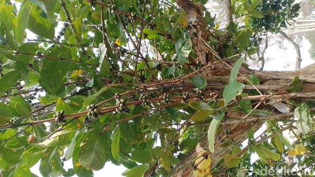 Pohon kopi ekselsa tua di dalam area SMK PPN Tanjungsari, Sumedang yang diukur diameter dan lingkar batangnya oleh sejumlah pengajar di sekolah tersebut, Rabu (22/5/2024)