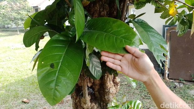 Pohon kopi ekselsa tua di dalam area SMK PPN Tanjungsari, Sumedang yang diukur diameter dan lingkar batangnya oleh sejumlah pengajar di sekolah tersebut, Rabu (22/5/2024)