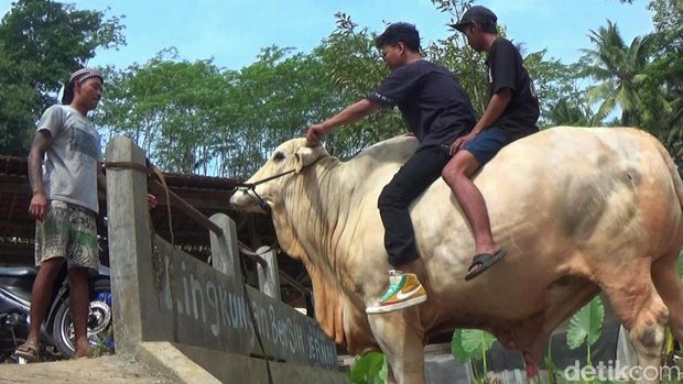 Sapi jumbo milik salah satu peternak sapi di kandang Kitane di Kelurahan Parakancanggah, Banjarnegara, Jumat (24/5/2024).