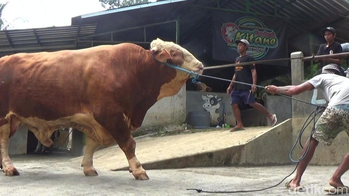 Sapi jumbo milik salah satu peternak sapi di kandang Kitane di Kelurahan Parakancanggah, Banjarnegara, Jumat (24/5/2024).