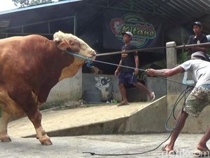 Melihat Sapi Jumbo di Banjarnegara, Pernah Dibeli Menhub untuk Kurban