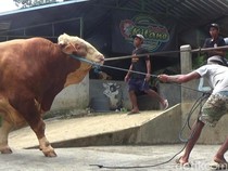 Melihat Sapi Jumbo di Banjarnegara, Pernah Dibeli Menhub untuk Kurban