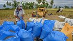 Bulog Serap 468 Ribu Ton Gabah dan Beras Petani