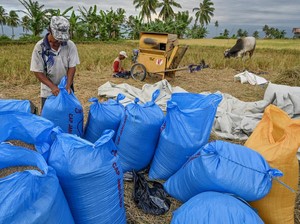 Bulog Sumsel Babel Optimal Serap Gabah Petani, Pakai Skema Any Quality