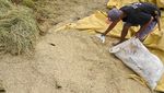Bulog Serap 468 Ribu Ton Gabah dan Beras Petani