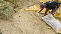 Petani memasukkan gabah ke dalam karung saat panen di Desa Porame, Sigi, Sulawesi Tengah, Jumat (24/5/2024).
