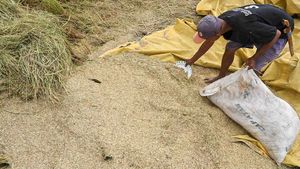 Bulog Serap 468 Ribu Ton Gabah dan Beras Petani
