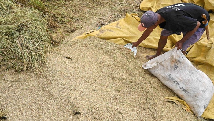 Serapan gabah dan beras petani Petani menjahit karung berisi gabah hasil panen di Desa Porame, Sigi, Sulawesi Tengah, Jumat (24/5/2024). Perum Bulog menyatakan, hingga April 2024, penyerapan gabah dan beras dalam negeri mencapat 468 ribu ton atau tertinggi selama tiga tahun terakhir dan menyerap gabah dan beras mencapai 30 ribu ton setara Gabah Kering Panen (GKP) setiap harinya yang sebelumnya rata-rata di bawah 20 ribu ton. ANTARA FOTO/Basri Marzuki/foc.