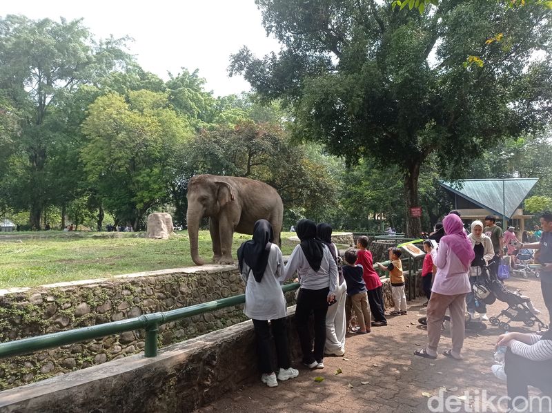 Suasana Ragunan di long weekend (Taufiq Syarifudin/detikcom)