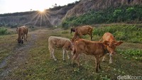 Hewan-hewan ternak sapi milik warga sekitar Ranu Manduro