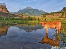 Pesona Ranu Manduro Mojokerto
