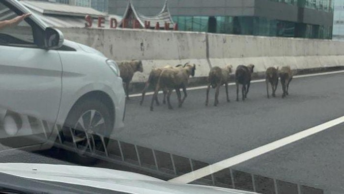 Kegaduhan di JLNT Casablanca: Polisi Tangani Evakuasi 8 Kambing yang Nyasar