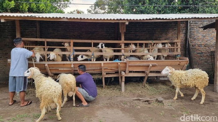 Ilustrasi. Kambing kurban yang dijajakan di Kalurahan Tamantirto, Kapanewon Kasihan, Kabupaten Bantul.