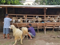 Daftar Harga Hewan Kurban di Jogja untuk Idul Adha 2025 Lengkap Kambing-Sapi