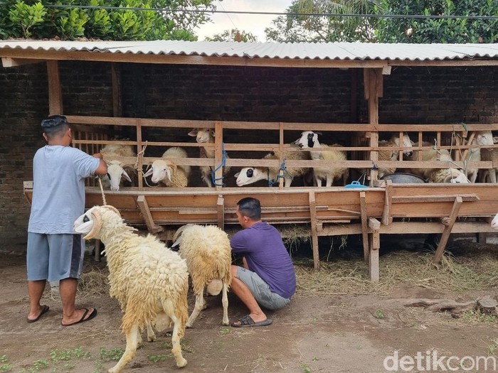 Ilustrasi. Kambing kurban yang dijajakan di Kalurahan Tamantirto, Kapanewon Kasihan, Kabupaten Bantul.