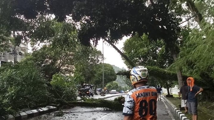 Pohon tumbang di jalan protokol Pangkalpinang.