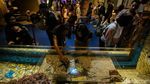 Serunya Habiskan Libur Panjang di Jakarta Aquarium dan Safari