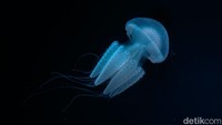 Jakarta Aquarium & Safari menjadi opsi liburan tanpa berpanas-panasan karena berada di dalam mal.