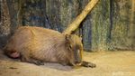 Serunya Habiskan Libur Panjang di Jakarta Aquarium dan Safari