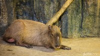 Kehadiran capybara itu disuguhkan dalam Capybara Experience sejak 14 April 2024. Kehadiran kapibara cukup mengesankan karena hewan itu boleh dibilang cukup sulit ditemukan di Indonesia.