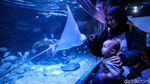 Serunya Habiskan Libur Panjang di Jakarta Aquarium dan Safari