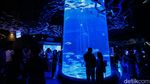 Serunya Habiskan Libur Panjang di Jakarta Aquarium dan Safari