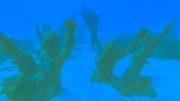 Wisatawan bisa melihat beragam flora dan fauna yang ada di bawah laut Nusa Dua.