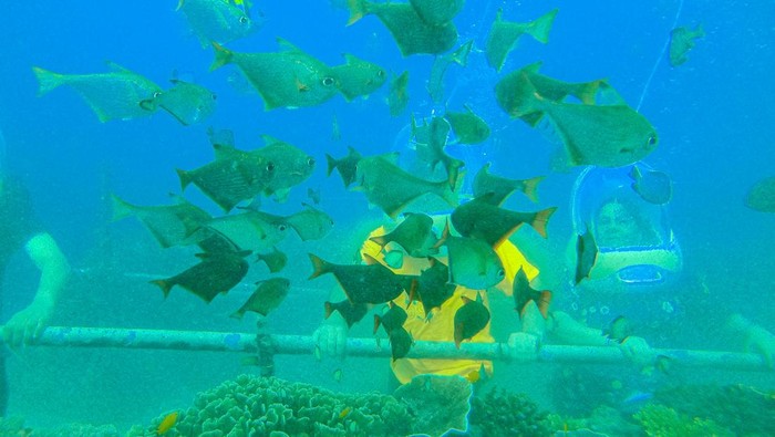 Wisatawan melihat patung tari kecak saat menikmati wisata bawah air di perairan Nusa Dua, Bali, Jumat (24/5/2024). Wisata bawah air dikawasan tersebut menghadirkan beberapa jenis kegiatan diantaranya sea walker dan diving. ANTARA FOTO/Muhammad Adimaja