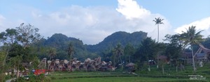 Menikmati Kopi Toraja di Tanahnya Tumbuh