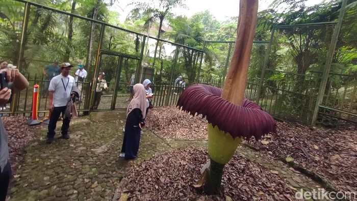 Bunga bangkai raksasa mekar di Kebun Raya Cibodas.