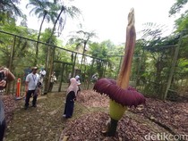 Jalan-jalan di Kebun Raya Cibodas, Bisa Lihat Bunga Bangkai hingga Sakura